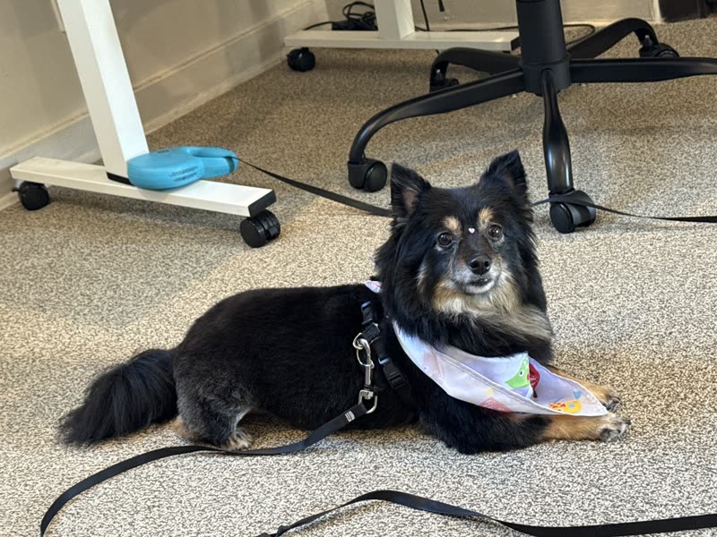 A groomed dog resting on the salon floor beside a grooming stool