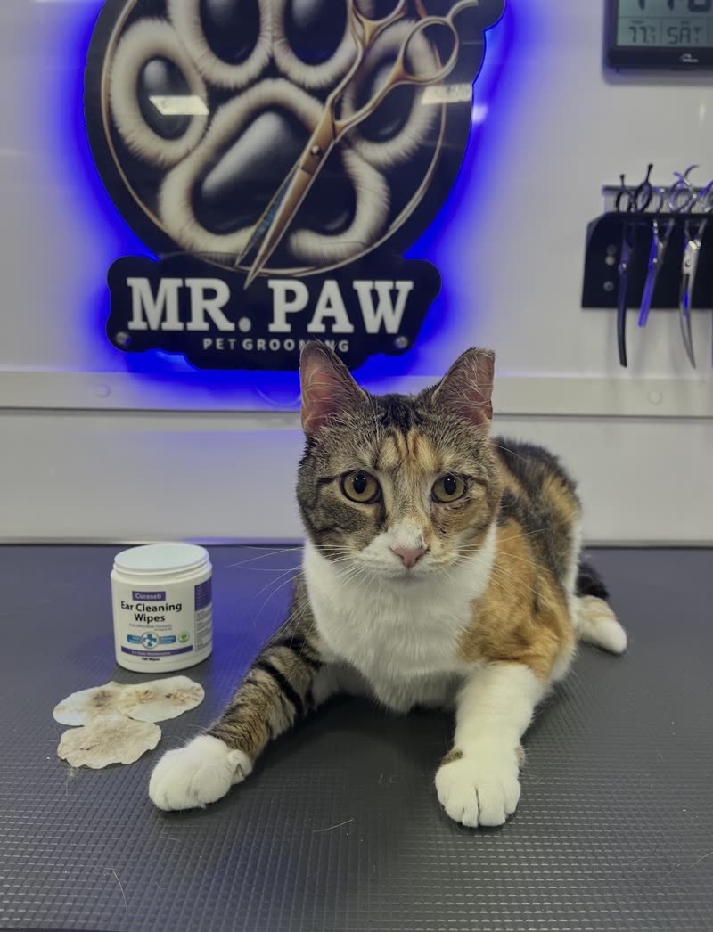 A calico cat lying calmly on the grooming table inside the salon