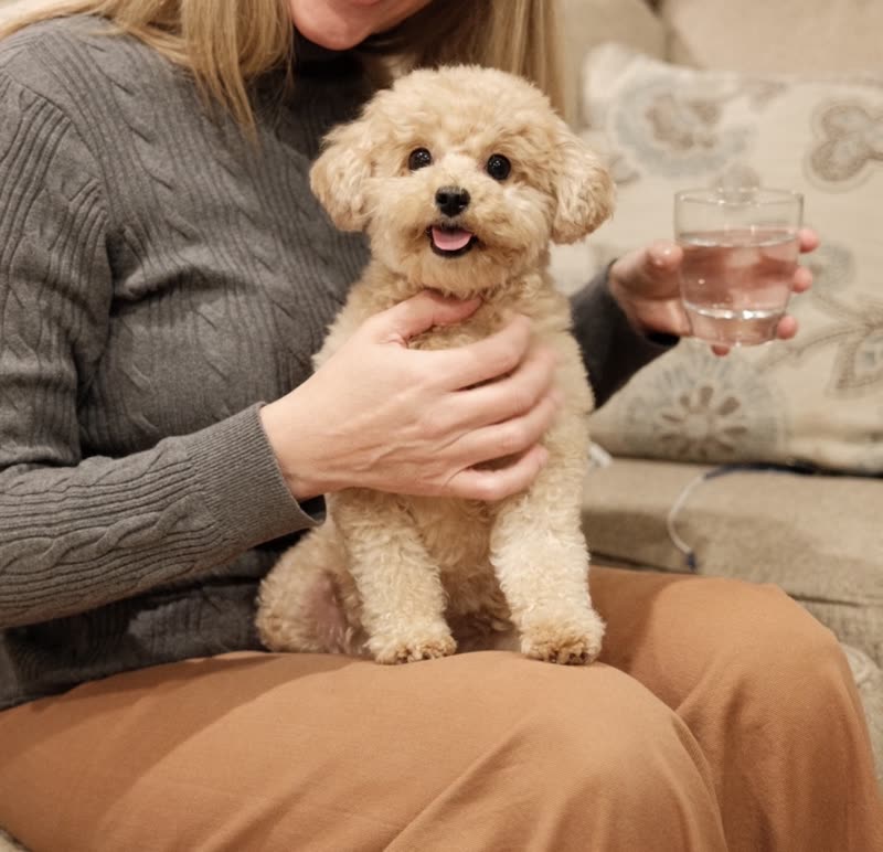 A cream toy poodle held on an owner's lap after its groom