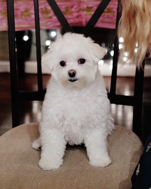 A small white fluffy dog sitting upright after a bath and trim