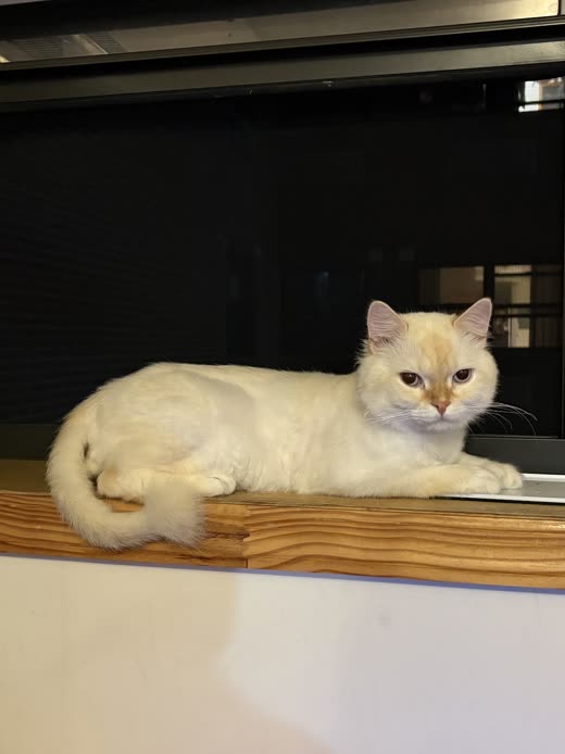 A cream long-haired cat stretched out on a wooden ledge after grooming