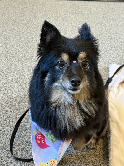 A black and tan small dog sitting upright in a bandana, close portrait