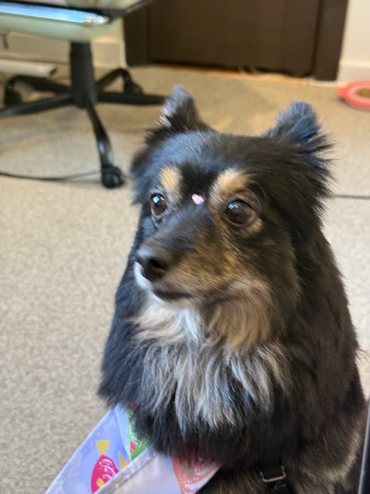 A black and tan long-haired dog looking up at the camera indoors